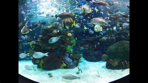 aquarium webcam|Webcams